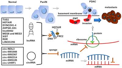 Emerging roles of long noncoding and circular RNAs in pancreatic ductal adenocarcinoma